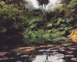Lost Gardens of Heligan
