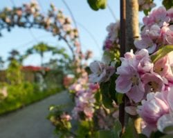 Lost Gardens of Heligan