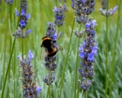 dsc01368 Packwood House
