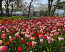 01-Tuinreis-Denemarken Botanische tuin Lund